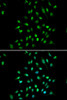 Epigenetics and Nuclear Signaling Antibodies 2 Anti-CXXC1 Antibody CAB5814