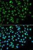 Developmental Biology Anti-ING3 Antibody CAB5832