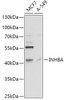 Cell Biology Antibodies 9 Anti-INHBA Antibody CAB5837