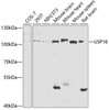 Cell Cycle Antibodies 1 Anti-USP16 Antibody CAB5861