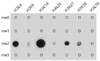 Cell Biology Antibodies 16 Anti-Pan DiMethyl-lysine Antibody CAB5870