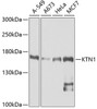 Cell Biology Antibodies 9 Anti-KTN1 Antibody CAB5879