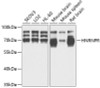 Epigenetics and Nuclear Signaling Antibodies 2 Anti-HNRNPR Antibody CAB5883