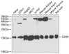 Epigenetics and Nuclear Signaling Antibodies 2 Anti-LSM4 Antibody CAB5891