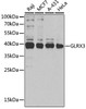 Cell Biology Antibodies 9 Anti-GLRX3 Antibody CAB5892