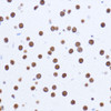 Immunology Antibodies 2 Anti-MATR3 Antibody CAB5905
