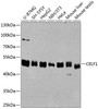 Epigenetics and Nuclear Signaling Antibodies 2 Anti-CELF1 Antibody CAB5958