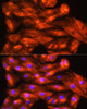 Epigenetics and Nuclear Signaling Antibodies 2 Anti-ZCCHC11 Antibody CAB5972