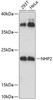 Cell Biology Antibodies 9 Anti-NHP2 Antibody CAB5991