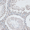Epigenetics and Nuclear Signaling Antibodies 2 Anti-AQR Antibody CAB6011