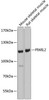 Cell Biology Antibodies 16 Anti-PIWIL-2 Antibody CAB6044