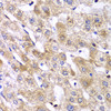 Cell Biology Antibodies 9 Anti-RPS10 Antibody CAB6056