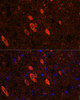 Developmental Biology Anti-ELAVL3 Antibody CAB6091