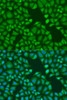 Epigenetics and Nuclear Signaling Antibodies 2 Anti-TNRC6A Antibody CAB6115