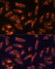 Cell Biology Antibodies 9 Anti-CSF2 Antibody CAB6127