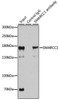 KO Validated Antibodies 1 Anti-SMARCC1 Antibody CAB6128KO Validated