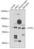 Cell Cycle Antibodies 1 Anti-CTCFL Antibody CAB6149