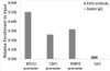 Cell Cycle Antibodies 1 Anti-E2F6 Antibody CAB6151