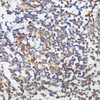 Cell Biology Antibodies 10 Anti-CSF3 Antibody CAB6178