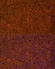 Cell Biology Antibodies 10 Anti-UGT1A1 Antibody CAB6186