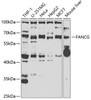 Epigenetics and Nuclear Signaling Antibodies 2 Anti-FANCG Antibody CAB6206