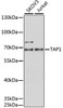 Immunology Antibodies 2 Anti-TAP1 Antibody CAB6213