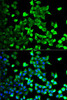 Cell Biology Antibodies 10 Anti-FLOT1 Antibody CAB6220