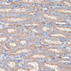 Cell Biology Antibodies 10 Anti-FLOT1 Antibody CAB6220