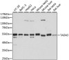 Epigenetics and Nuclear Signaling Antibodies 2 Anti-TADA3 Antibody CAB6224