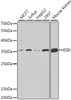 Cell Biology Antibodies 10 Anti-ESD Antibody CAB6228