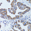 Cell Biology Antibodies 10 Anti-GIP Antibody CAB6230