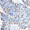 Cell Biology Antibodies 10 Anti-OAT Antibody CAB6235