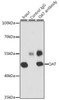 Cell Biology Antibodies 10 Anti-OAT Antibody CAB6235