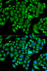 Cell Cycle Antibodies 1 Anti-CHAF1B Antibody CAB6259