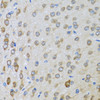 Cell Biology Antibodies 10 Anti-BTD Antibody CAB6284