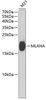 Cell Biology Antibodies 10 Anti-MLANA Antibody CAB6290