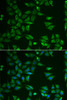 Cell Biology Antibodies 10 Anti-ST3GAL4 Antibody CAB6309