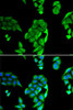 Cell Death Antibodies 2 Anti-NOL3 Antibody CAB6319
