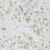 Cell Death Antibodies 2 Anti-CIAPIN1 Antibody CAB6336
