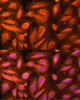 Epigenetics and Nuclear Signaling Antibodies 4 Anti-DTYMK Antibody CAB6370