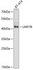 Epigenetics and Nuclear Signaling Antibodies 4 Anti-LMX1B Antibody CAB6386