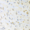 Cell Biology Antibodies 10 Anti-MLN Antibody CAB6388