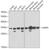 Epigenetics and Nuclear Signaling Antibodies 4 Anti-SNRPA Antibody CAB6410