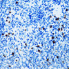Cell Biology Antibodies 10 Anti-SPN Antibody CAB6412