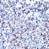 Cell Biology Antibodies 10 Anti-SPN Antibody CAB6412