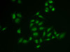 Epigenetics and Nuclear Signaling Antibodies 4 Anti-SSRP1 Antibody CAB6413