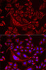 Immunology Antibodies 2 Anti-TUFM Antibody CAB6423