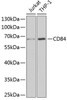 Immunology Antibodies 2 Anti-CD84 Antibody CAB6433