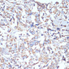 Cell Biology Antibodies 10 Anti-COX5A Antibody CAB6437
