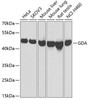 Cell Biology Antibodies 10 Anti-GDA Antibody CAB6441